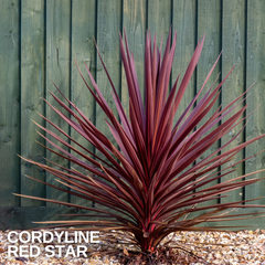 Cordyline Red Star, Ready to Plant in Your Garden, 2L Rootball