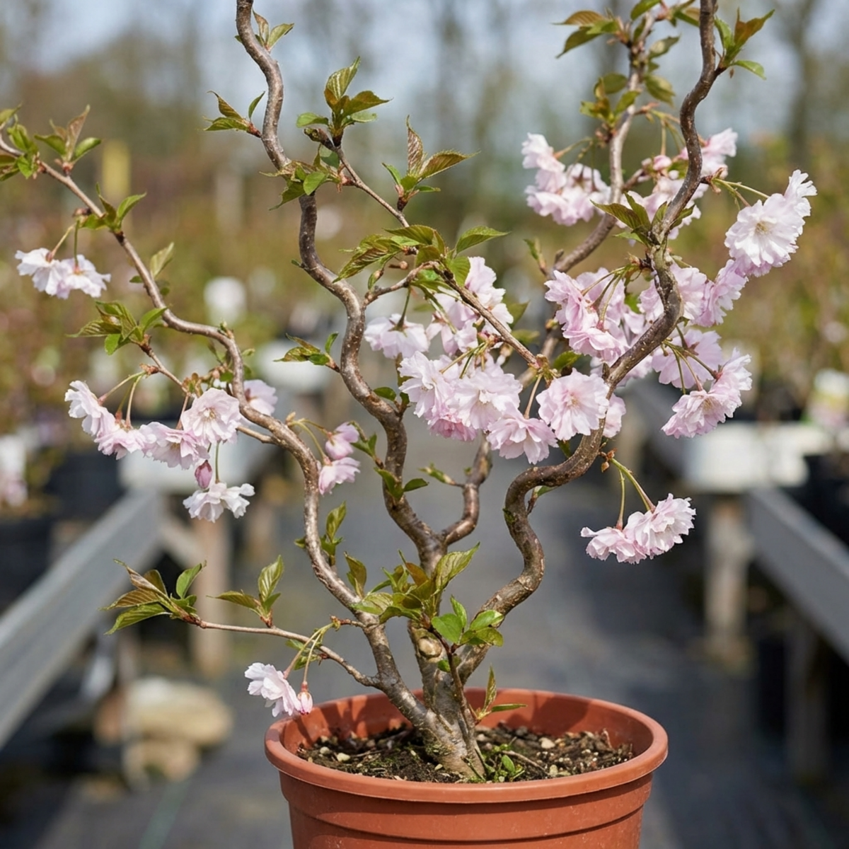 Prunus Kojo No Mai Flowering Hedging Plant, Low Maintenance Garden Ready, Litre Root Ball