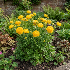 Ranunculus Vortex Golden Yellow Persian Buttercup Plant, Hardy Spring Flowering, 2Ltr Root-Ball