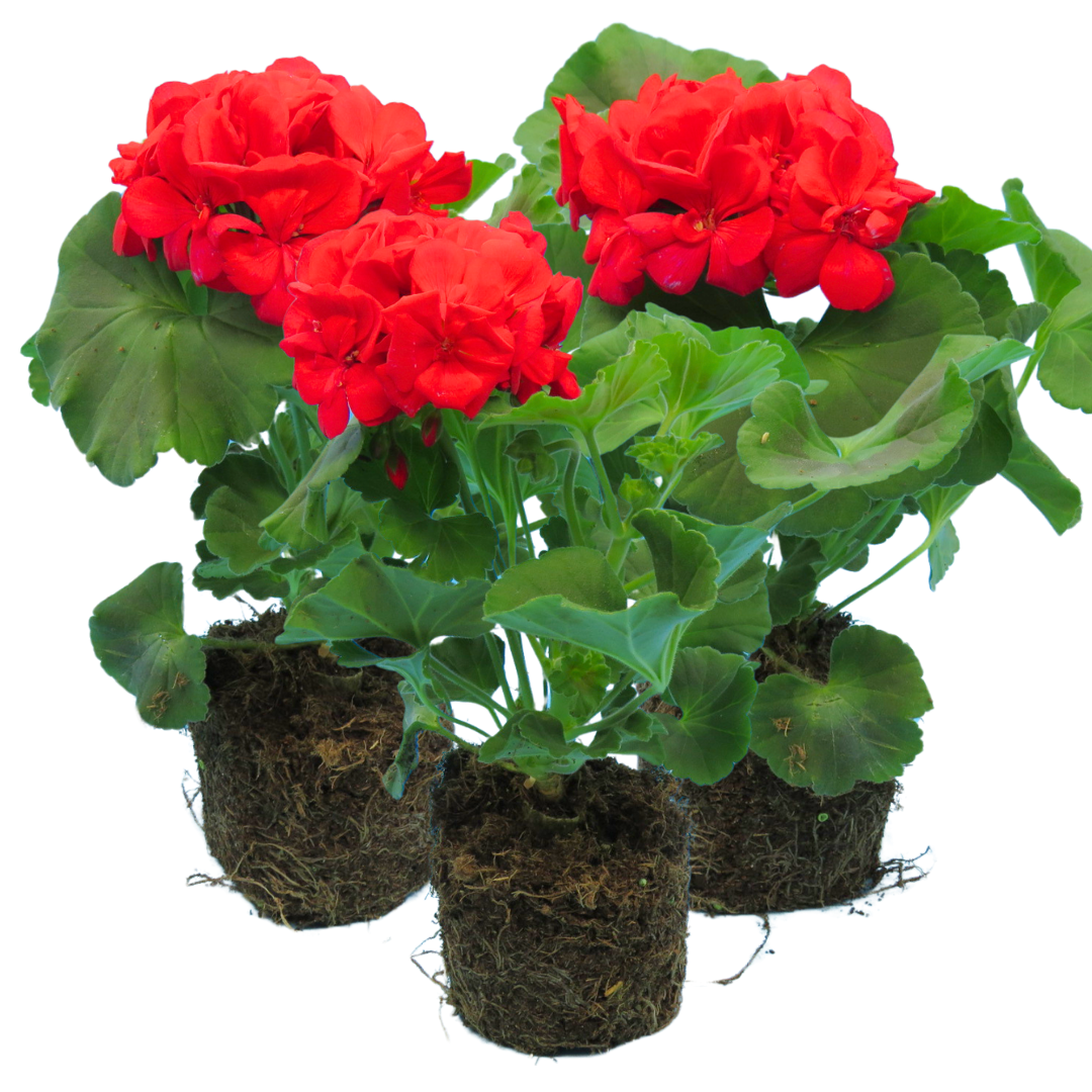 Geranium Toscana Mylena | 3 or 6 1L Pots