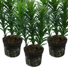 Set of 3 or 6 Large Garden Lily Plants - Asiatic Lily Pink, Ready to Plant in Your Garden