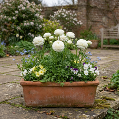 Set of 3 or 6 Ranunculus Vortex White Persian Buttercup Plants, Hardy Perennial, Spring Flowering, Outdoor Garden Ready, 1 Litre Root-Ball