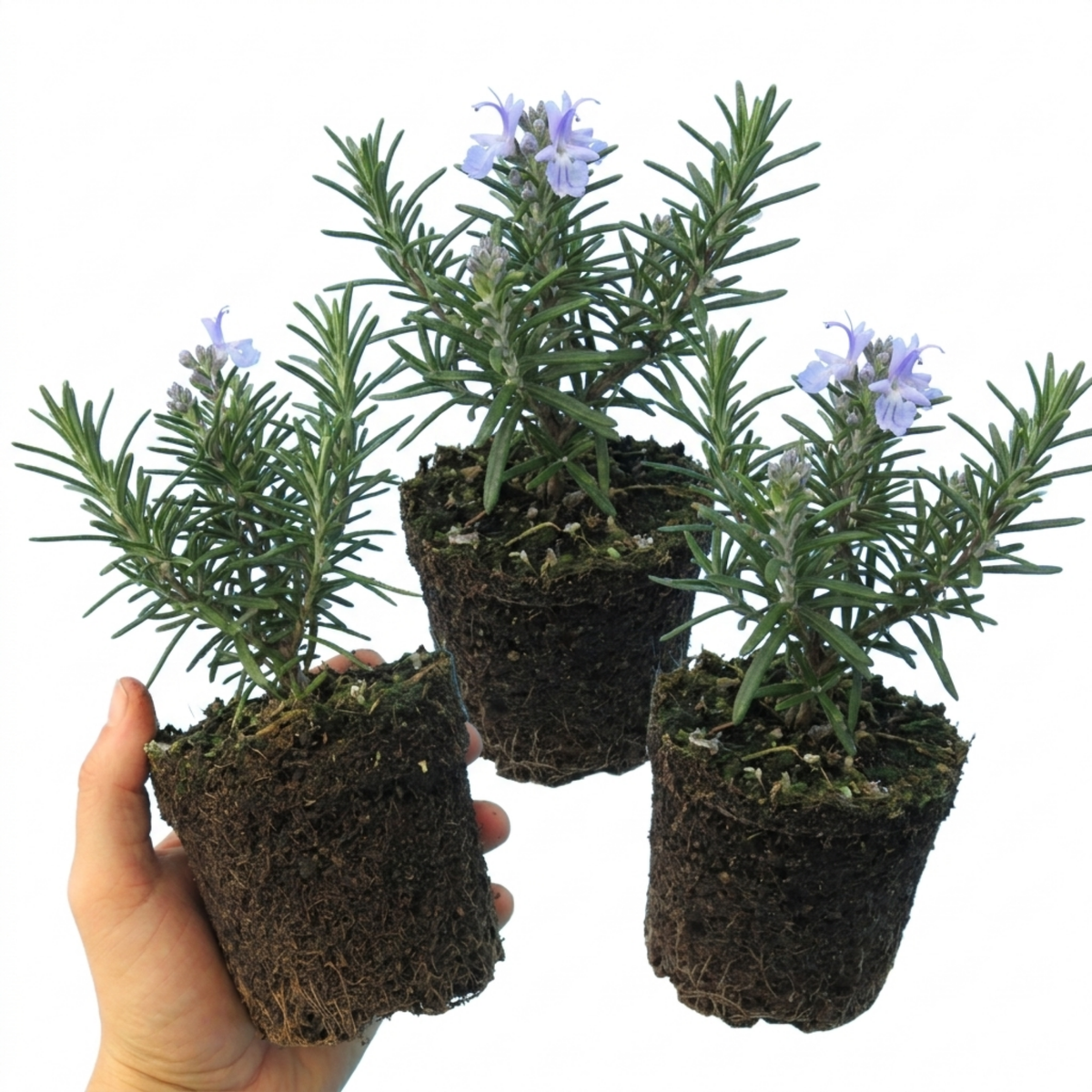 Set of 3 or 6 Rosemary ‘Blue Winter’ Herb Plants (Salvia rosmarinus), Hardy Evergreen Culinary Shrub, Outdoor Garden Ready, 1 Litre Root-Ball