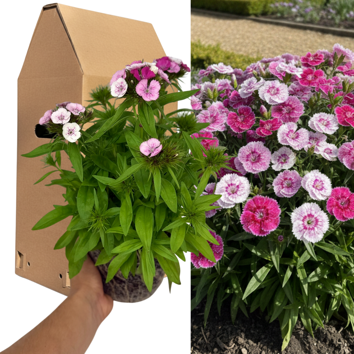 1 Spring–Summer Dianthus Flowering Plants – Dart Pink Magician (Garden Pink). Outdoor Garden Ready Plants for Pots, Borders & Containers. Hardy, Compact & Easy to Grow. Supplied as a Large 2L Pot