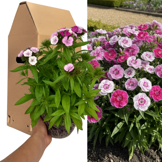 1 Spring–Summer Dianthus Flowering Plants – Dart Pink Magician (Garden Pink). Outdoor Garden Ready Plants for Pots, Borders & Containers. Hardy, Compact & Easy to Grow. Supplied as a Large 2L Pot