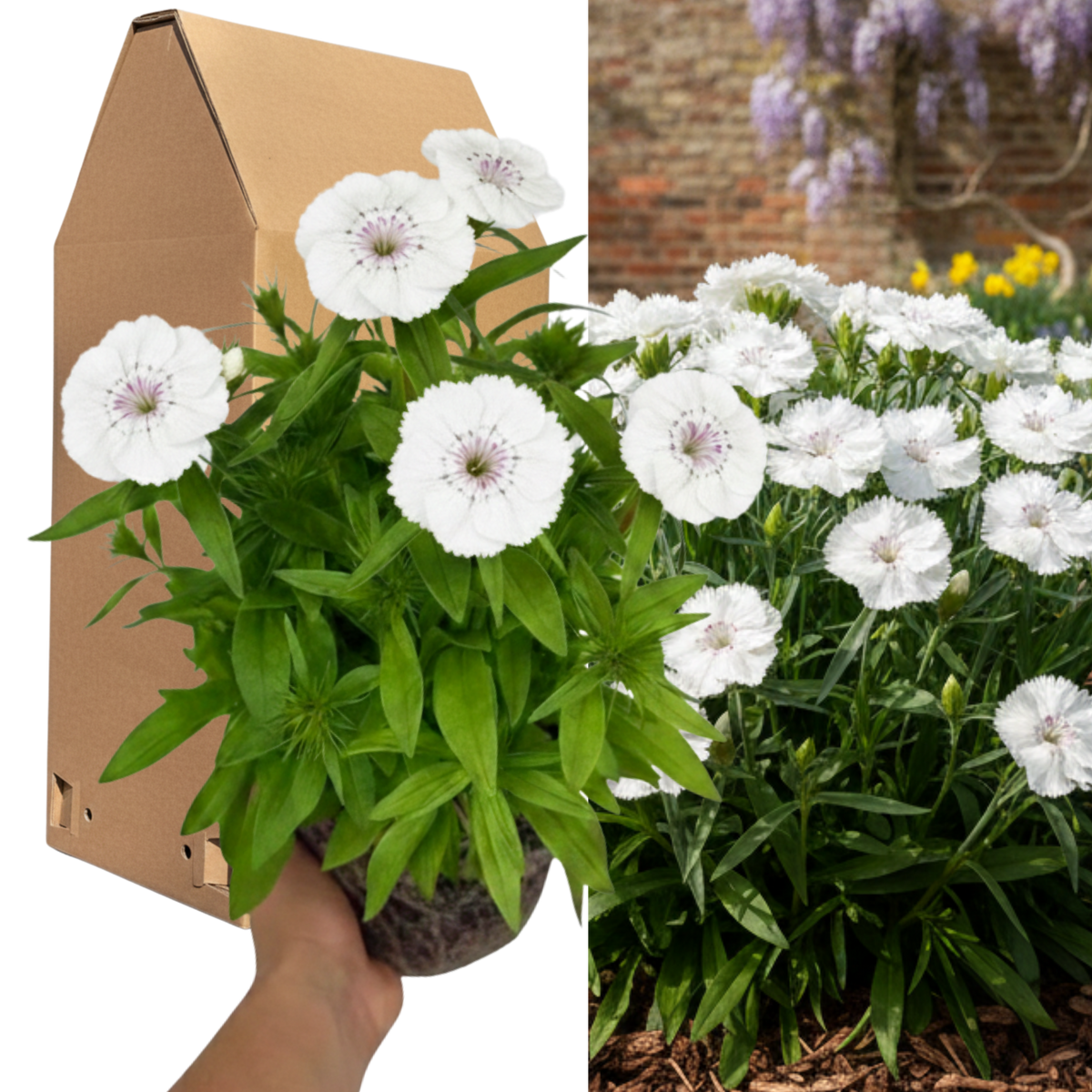 1 Spring–Summer Dianthus Flowering Plants – Dart White (Garden Pink). Outdoor Garden Ready Plants for Pots, Borders & Containers. Hardy, Compact & Easy to Grow. Supplied Fresh as a Large 2L Pot