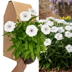 1 Spring–Summer Dianthus Flowering Plants – Dart White (Garden Pink). Outdoor Garden Ready Plants for Pots, Borders & Containers. Hardy, Compact & Easy to Grow. Supplied Fresh as a Large 2L Pot