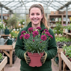 1 Carnation Capitan Colon Dianthus Plant, Summer Flowering Hardy Perennial, 2 Litre Root Ball
