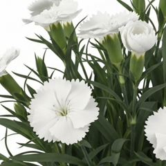 Set of 3 or 6 Large Plants - Dianthus Oscar White, Outdoor Garden Ready