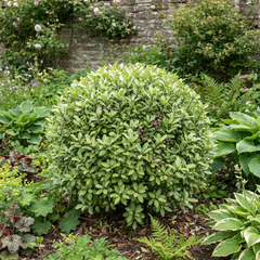 Pittosporum Golf Ball Evergreen Shrub, Hardy Low Maintenance Outdoor Garden Plant, Litre Root-Ball