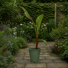 Banana Tree 3L (100–120 cm Tall) in Nursery Pot