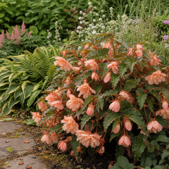1 Large Plant - Begonia Fragrant Falls Peach, Outdoor Garden Ready, 2L Pot