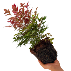 Nandina Obsessed | 3L Pot