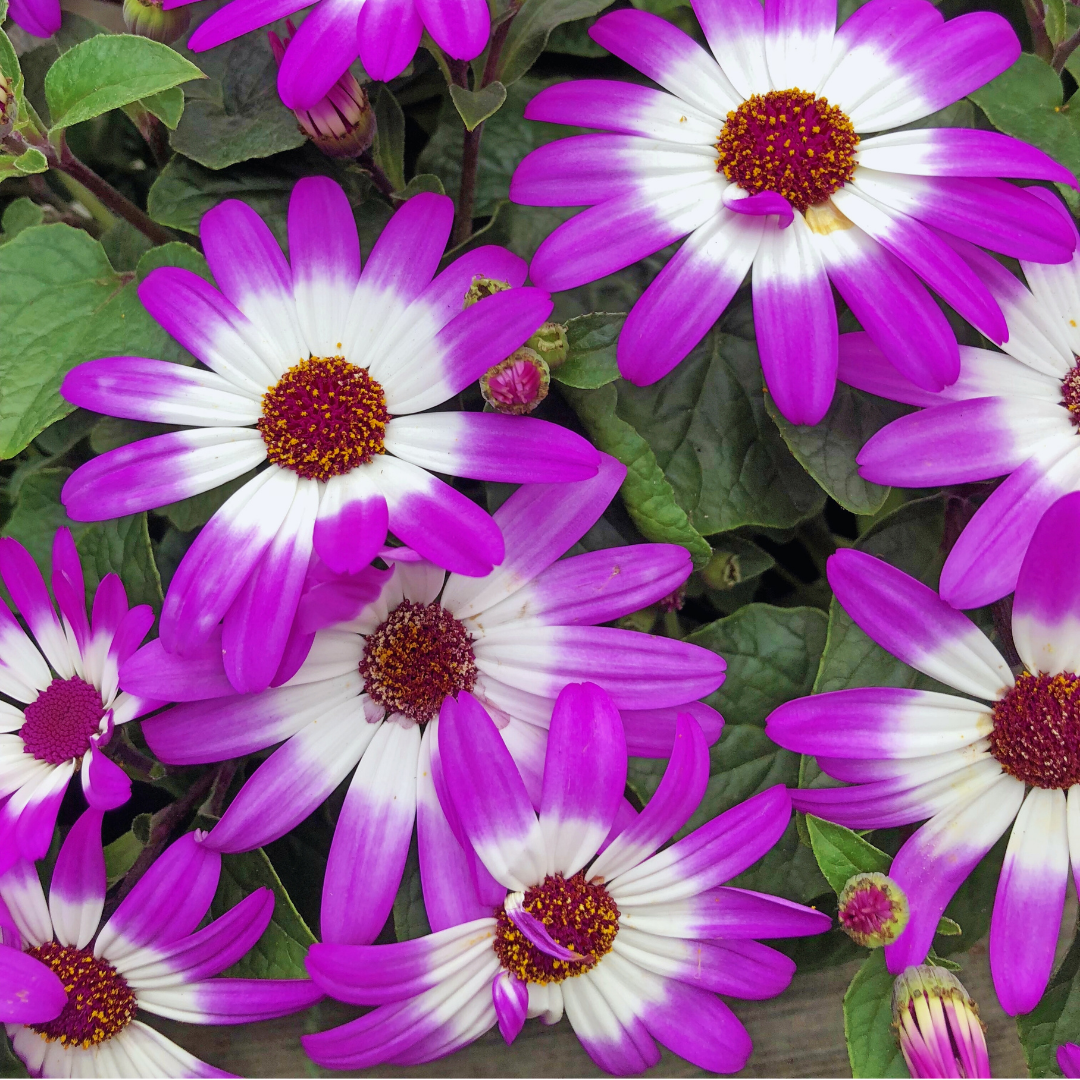 Senetti Pink Bicolour, Outdoor Garden Ready, 2L Pot