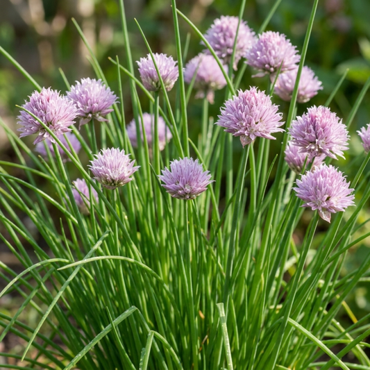 Fresh Chive Herb Plants, Hardy Perennial Live Herbs for Kitchen Garden, 1 Litre Root Ball