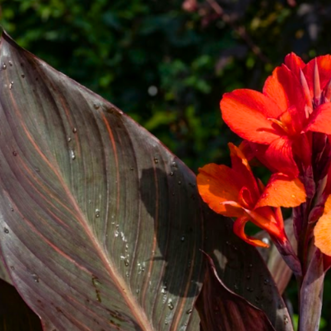1 Canna Tropicanna Black Plant, Dark Leaf Canna Lily, Hardy Tropical Perennial, 3L Root Ball