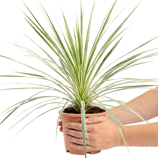 Cordyline Lime Passion, Ready to Plant in Your Garden, Peat Free