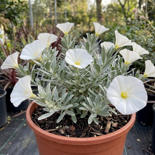 1 Convolvulus Cneorum Silver Bush Plant, Hardy Evergreen White Flowering Shrub, 2L Root-Ball
