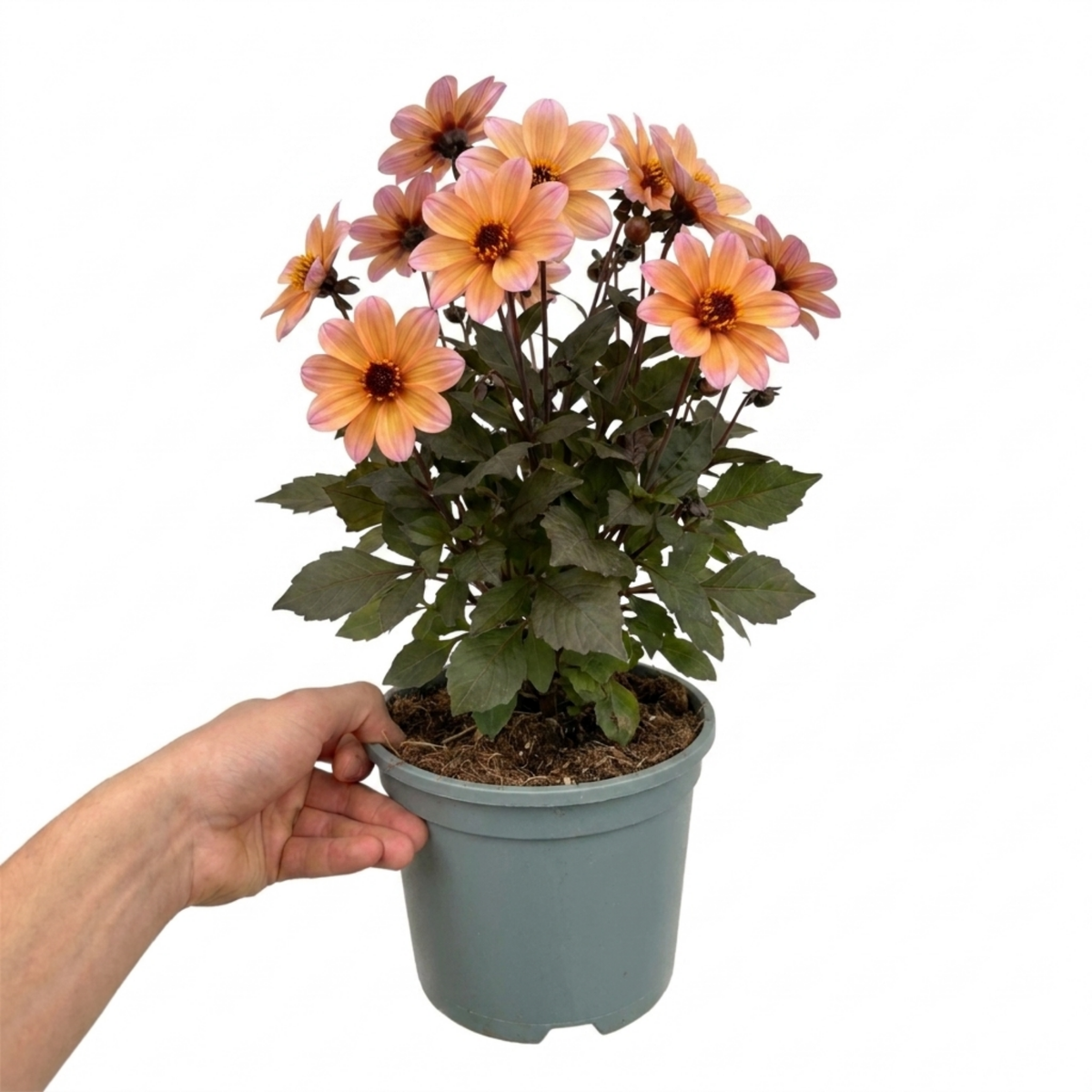 1 Large Plant - Dahlia Dahlegria Sunrise, Ready to Plant in Your Garden, 3L Pot