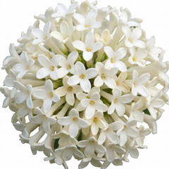 Osmanthus Burkwoodii Plants, Fragrant Evergreen Hedging Shrubs, Outdoor Garden Ready, White Flowers, 11cm Root-Ball