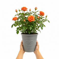 3Ltr Orange Patio Rose Plant, Hardy Bush, Nursery Pots