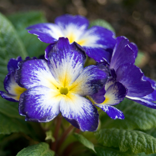 Primrose Blue Bicolour | 3 or 6 1L Pots