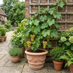 1 Grape Vine Vitis Centennial White Seedless Plant, Hardy Outdoor Garden Ready, 3 Litre Root Ball
