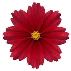 Coreopsis Uptick Red Hardy Perennial Plants, Bee Friendly Summer Flowering Tickseed, 1 Litre Root Ball