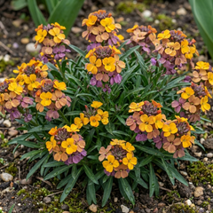 Erysimum Spring Feeling Hardy Perennial Wallflower Plants, Bee Friendly, Fragrant, Outdoor Garden Ready, 1 Litre / 11cm Root-Ball