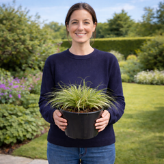 1 Carex Evercream Ornamental Grass Plant, Evergreen Hardy Perennial Sedge, 2 Litre Root Ball