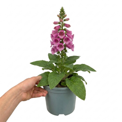1 Large Plant - Digitalis Dalmatian Rose, Ready to Plant in Your Garden, 2L Pot