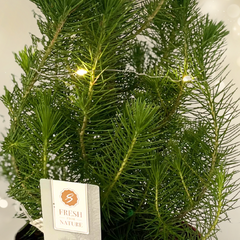 Christmas tree in red metal planter with lights