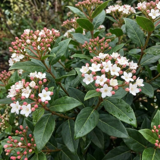 Viburnum Tinus Evergreen Privacy Hedge Plants, Hardy Winter Flowering Garden Shrub, Outdoor Garden Ready, 1 Litre Root-Ball