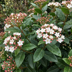 Viburnum Tinus Evergreen Privacy Hedge Plants, Hardy Winter Flowering Garden Shrub, Outdoor Garden Ready, 1 Litre Root-Ball