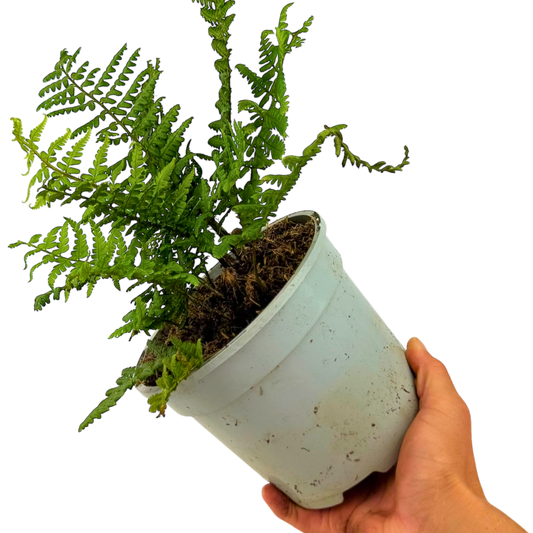 Alpine Wood Fern Dryopteris Wallichiana/Jurassic Gold | 2L Pot