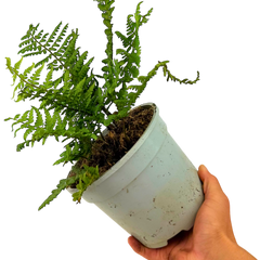 Alpine Wood Fern Dryopteris Wallichiana/Jurassic Gold | 2L Pot