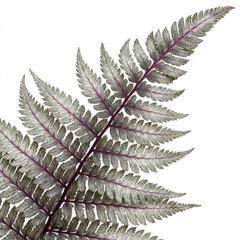 Japanese Painted Fern Athyrium Pewter Lace Plants, Hardy Shade Perennial, 1 Litre Root Ball