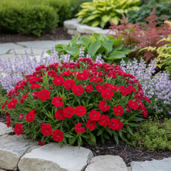 1 Spring–Summer Dianthus Flowering Plants – Dart Scarlet (Garden Pink). Outdoor Garden Ready Plants for Pots, Borders & Containers. Hardy, Compact & Easy to Grow. Supplied Fresh as a Large 2L Pot