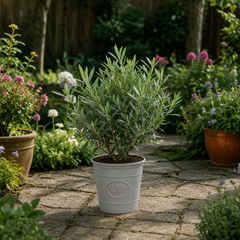 3 Litre Bushy Olive Tree, Nursery Pot, Outdoor, Pots