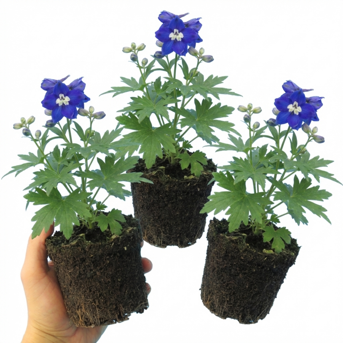 Set of 3 or 6 Delphinium Dark Blue White Bee Hardy Perennial Plants, Tall Cottage Garden Flowers, Outdoor Garden Ready, 1 Litre Root-Ball