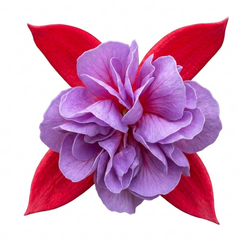 1 Large Plant - Upright Fuchsia Fuchsita Red & Lavender, Outdoor Garden Ready