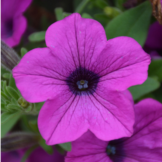 Petunia Dekko Deep Lavender Vein | 3 or 6 1L Pots