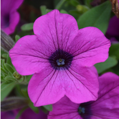 Petunia Dekko Deep Lavender Vein | 3 or 6 1L Pots