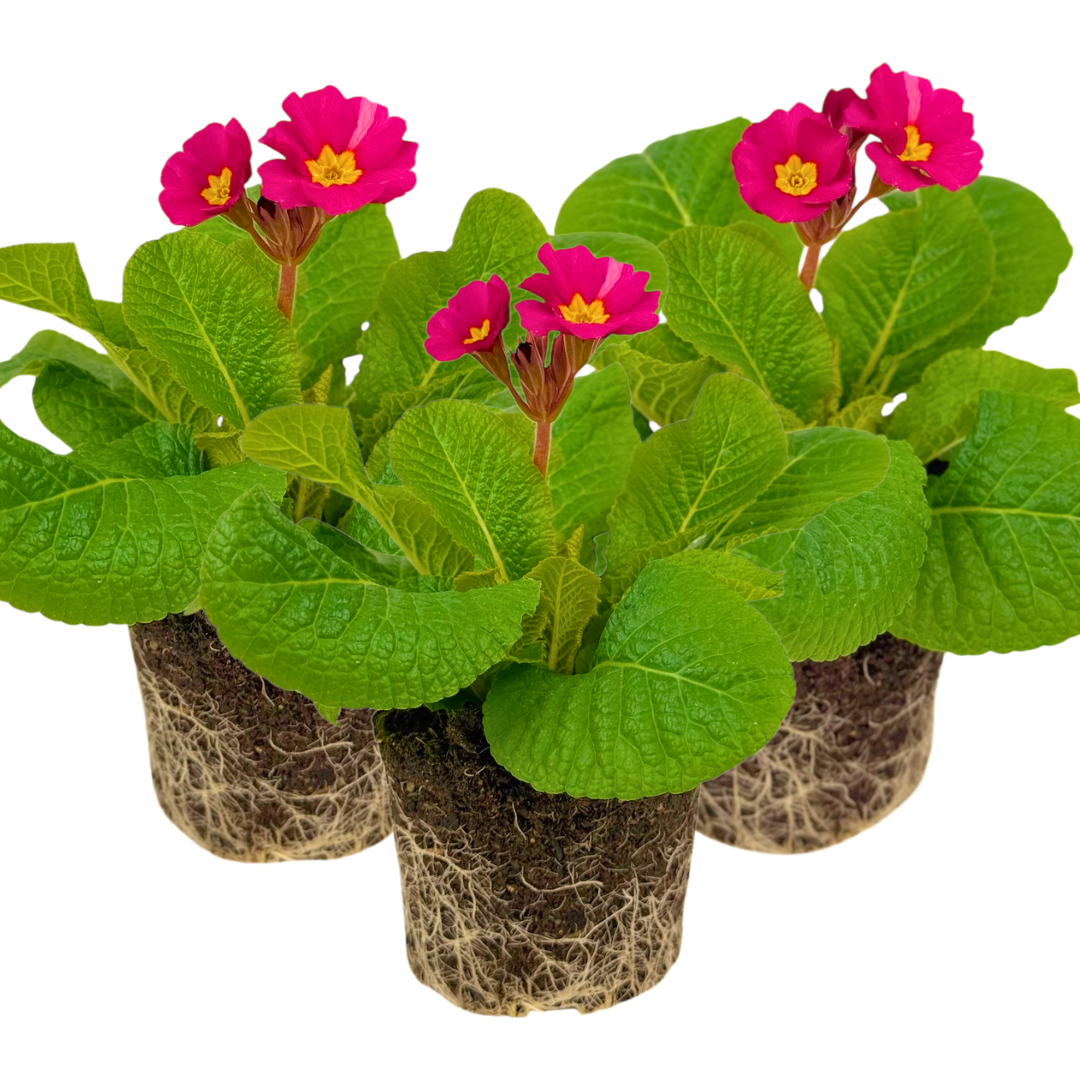 Polyanthus Stella Cherryade | 3 or 6 1L Pots