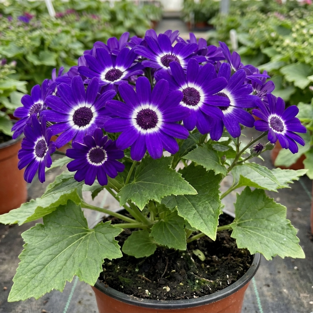 Senetti Violet Pericallis Plant, Colourful Outdoor Summer Bedding Flower, Garden Ready, 17cm Root-Ball