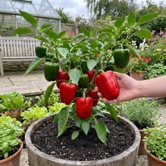 Sweet Pepper Plants - Red King Variety, Ready to Plant in Your Garden