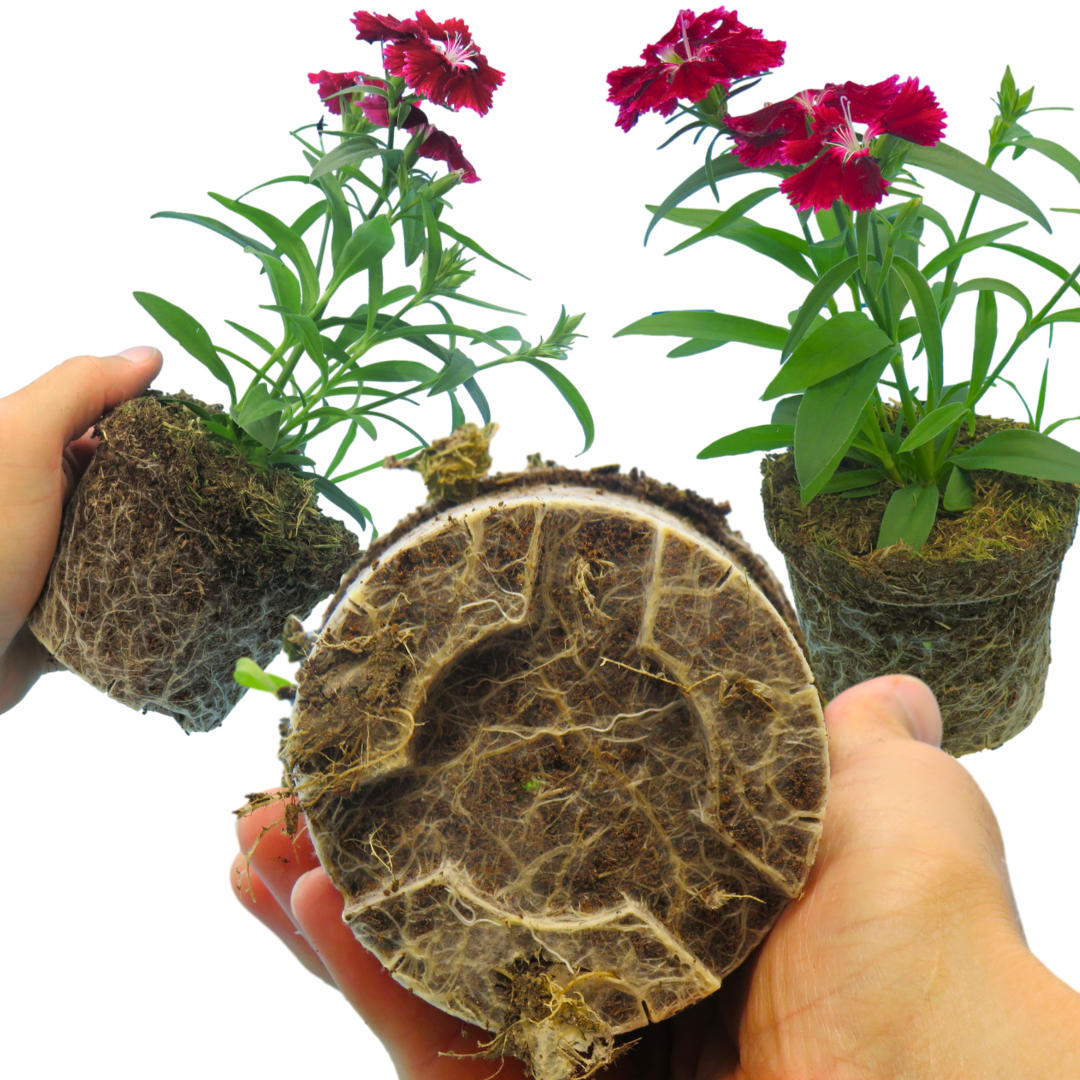 Dianthus Deep Red | 3 or 6 Plants