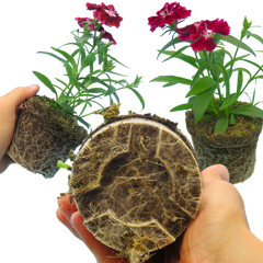 Dianthus Deep Red | 3 or 6 Plants