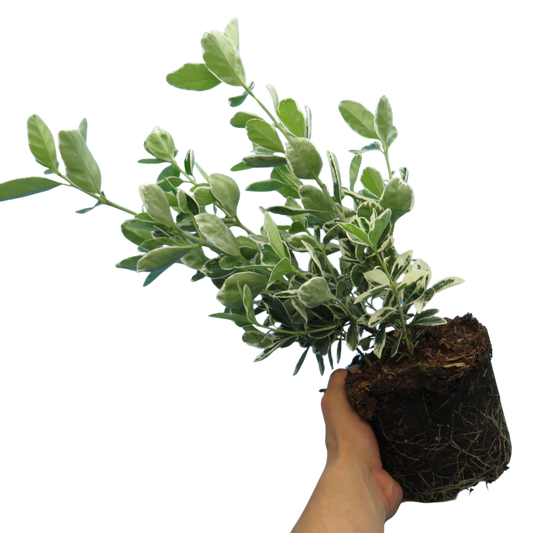Euonymus Microphyllus Aureovariegatus | 2L Pot