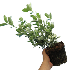 Euonymus Microphyllus Aureovariegatus | 2L Pot